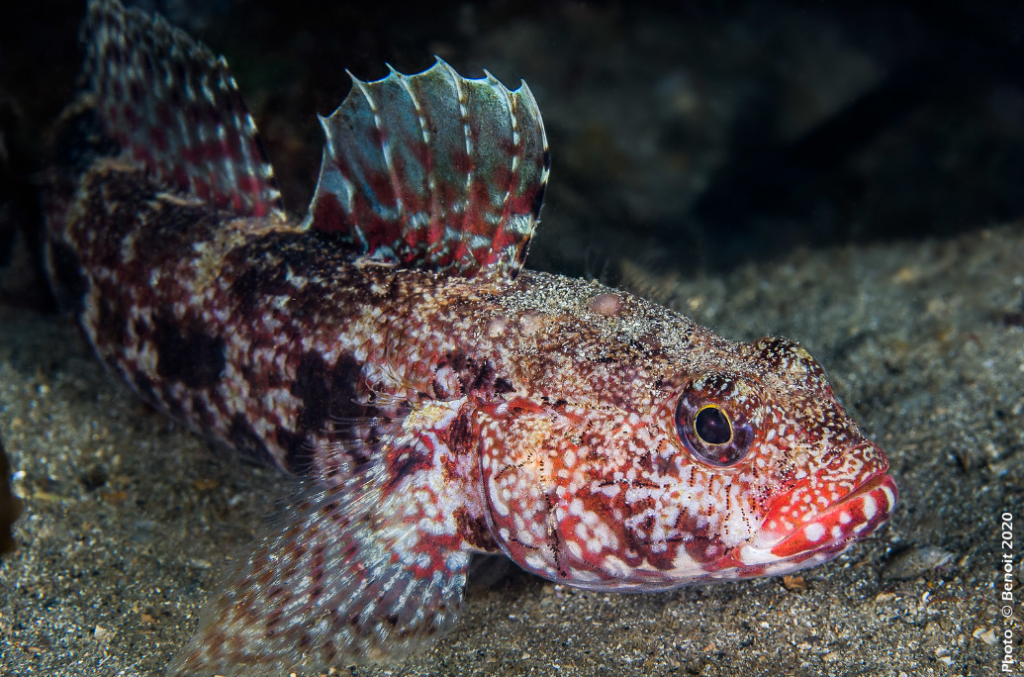 Gobie à bouche rouge (Gobius cruentatus)