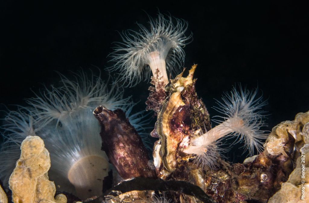 Oeillet de mer (Metridium dianthus)